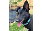 Adopt Luna Harlow a Black - with White German Shepherd Dog dog in Sealy