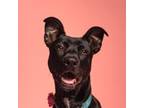 Adopt Loki 2 a Black Mixed Breed (Medium) dog in San Diego, CA (39836658)