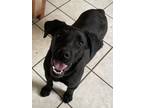 Adopt Fresno a Labrador Retriever / Mixed Breed (Medium) dog in Somers