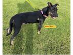 Adopt DANNY a Black - with Tan, Yellow or Fawn Hound (Unknown Type) / German
