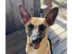 Adopt Chestnut a Belgian Malinois / Mixed dog in San Ramon, CA (40015666)