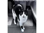 Adopt Arista a Black & White or Tuxedo Domestic Shorthair (short coat) cat in