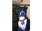 Adopt Mater a Black - with Gray or Silver American Staffordshire Terrier /