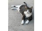 Adopt Kitty a Black & White or Tuxedo Domestic Shorthair / Mixed (short coat)