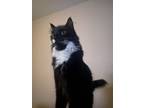 Adopt Noodle a Black & White or Tuxedo Domestic Longhair / Mixed (long coat) cat