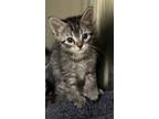 Adopt Dexter a Gray or Blue Domestic Shorthair / Domestic Shorthair / Mixed cat