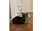 Adopt Stewie a Gray, Blue or Silver Tabby Domestic Mediumhair cat in New York