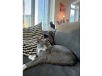 Adopt Cuddles 2 a Gray or Blue (Mostly) Domestic Shorthair cat in New York