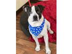 Adopt Blue a White - with Black Pit Bull Terrier / Mixed dog in Weatherford