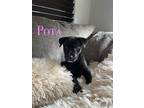 Adopt Pota a Black Labrador Retriever / Mixed dog in Lebanon, NH (41334189)
