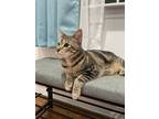 Adopt Calcifer a Brown Tabby American Shorthair / Mixed (short coat) cat in