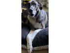 Adopt Lainey a Brindle Australian Shepherd / Mixed dog in Houtzdale