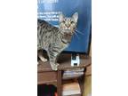 Adopt Shetland a Domestic Shorthair / Mixed (short coat) cat in Fond du Lac