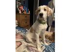Adopt Severus a Brown/Chocolate - with White German Wirehaired Pointer / German