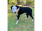 Adopt Pinto a Black - with White Border Collie / Mixed dog in Lynnwood