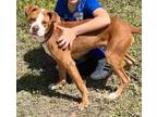 Adopt McCoy a Tan/Yellow/Fawn - with White American Pit Bull Terrier / Mixed dog