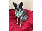 Adopt Danny Boy a Australian Cattle Dog / Mixed dog in Weatherford