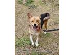 Adopt TORI a Tricolor (Tan/Brown & Black & White) Beagle / Welsh Corgi / Mixed