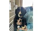 Adopt Rogue a Black Labrador Retriever / Mixed dog in San Antonio, TX (41334113)