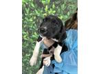 Adopt Gambit a Black Labrador Retriever / Mixed Breed (Medium) / Mixed (short