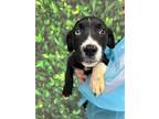 Adopt Jubilee a Black Labrador Retriever / Mixed Breed (Medium) / Mixed (short