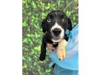 Adopt Jubilee a Black Labrador Retriever / Mixed dog in San Antonio