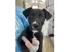 Adopt Cyclops a Black Labrador Retriever / Mixed dog in San Antonio