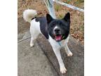 Adopt Blake a Black - with White Akita / Mixed dog in Toms River, NJ (41332646)