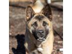 Adopt Bella Ray a Tan/Yellow/Fawn Akita / Mixed dog in Toms River, NJ (41332634)