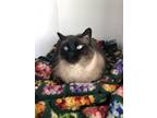 Adopt Yoohoo a Brown or Chocolate (Mostly) Siamese / Mixed (short coat) cat in