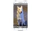 Adopt Remi a White Husky / Husky / Mixed dog in Midvale, UT (41334185)
