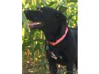 Adopt Sammie a Black Retriever (Unknown Type) / Mixed dog in Williston