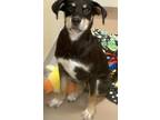 Adopt cooper a Black Mixed Breed (Medium) / Mixed Breed (Medium) / Mixed (short