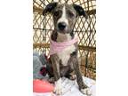 Adopt Yesenia Doll a Brindle Mixed Breed (Medium) dog in Provo, UT (41193424)
