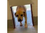 Adopt Madison a Tan/Yellow/Fawn - with White Labrador Retriever / Mixed dog in