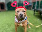 Adopt Banjo Baby a Mixed Breed (Medium) / Mixed dog in New York, NY (40992379)