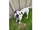 Adopt Buster - 2 a White - with Black American Staffordshire Terrier / American