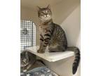 Adopt Oakley a Domestic Shorthair / Mixed (short coat) cat in Germantown