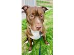 Adopt Brown a Brown/Chocolate - with White Pitsky / Mixed dog in Las Vegas