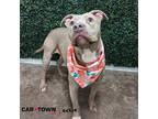 Adopt Loris a Pit Bull Terrier / Mixed dog in Lexington, KY (41332044)