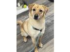 Adopt Dora a Labrador Retriever / Mixed dog in Lancaster, OH (41234215)