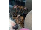 Adopt Scrappy a Brindle Boxer / Basset Hound / Mixed dog in Indianapolis