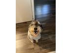 Adopt Harley a Merle Aussiedoodle / Mixed dog in Knoxville, TN (41334016)