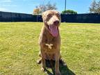 Adopt JUAN POLLO a Tan/Yellow/Fawn Labrador Retriever / Mixed dog in Tustin