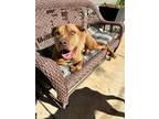 Adopt Duke a Red/Golden/Orange/Chestnut American Pit Bull Terrier / Vizsla /