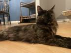 Adopt Blackie a Tortoiseshell Domestic Mediumhair / Mixed (medium coat) cat in