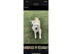 Adopt Sasha a White Great Pyrenees / Mixed dog in Waxahachie, TX (41334063)