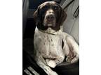 Adopt Doc a Brown/Chocolate - with White German Shorthaired Pointer / Mixed dog