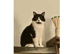 Adopt Harry a Black & White or Tuxedo Domestic Longhair / Mixed (long coat) cat