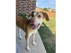 Adopt Rosie a Tan/Yellow/Fawn Labrador Retriever / American Pit Bull Terrier /